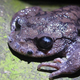 Illustration for article titled These Toads Grow Spiked Mustaches and Use Them to Duel